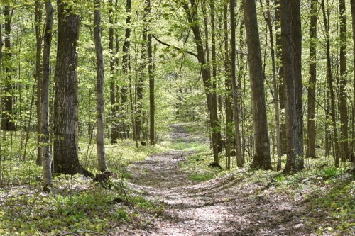 Spring on the Trail
