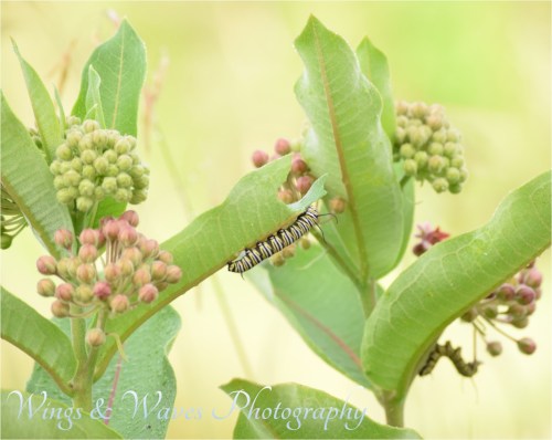 Monarch Potential 300