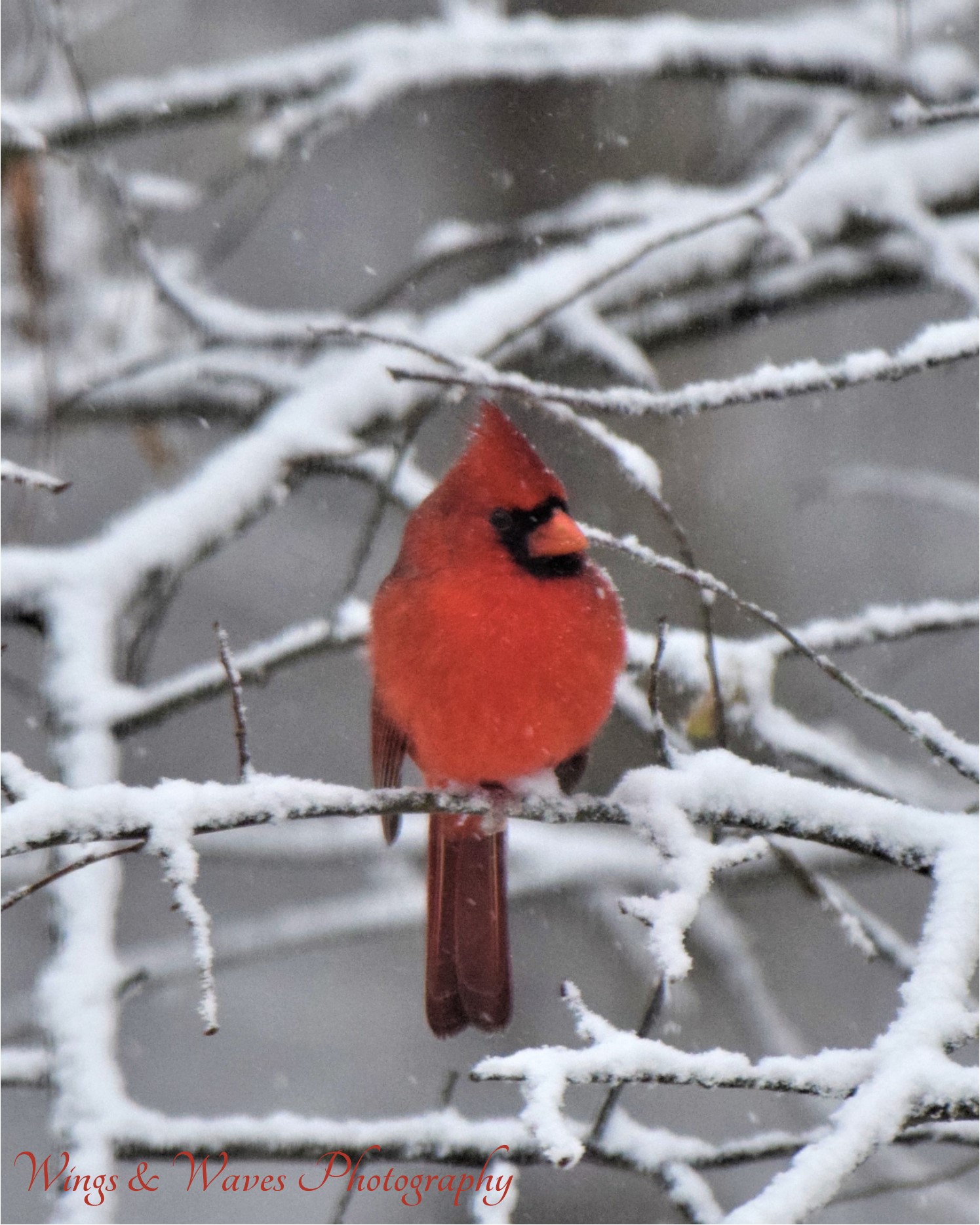 Cardinal in Winter