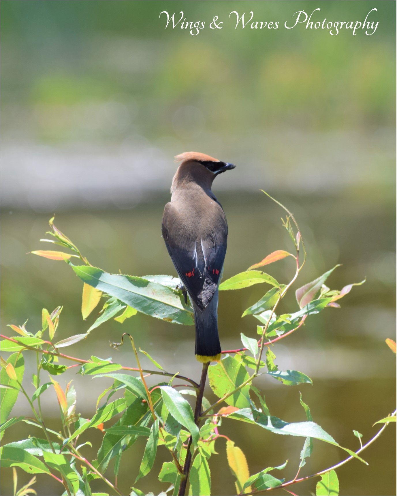 Cedar Waxwing