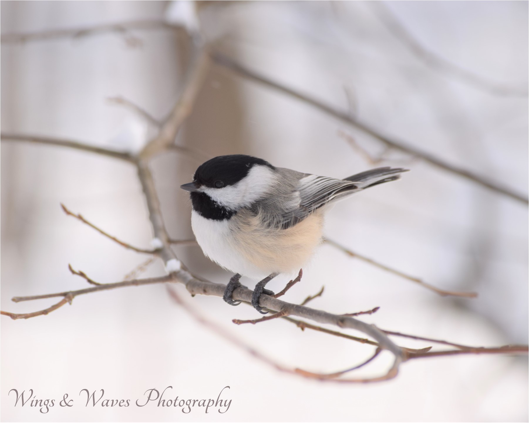 Chickadee in Winter