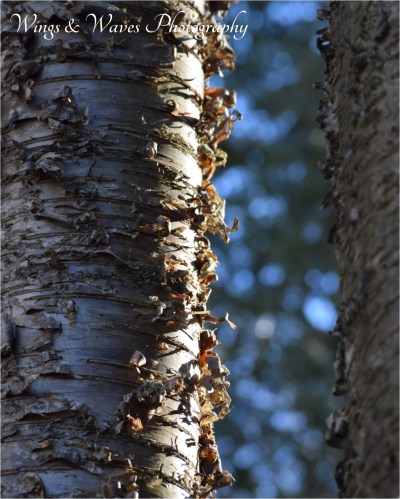 Curling Bark