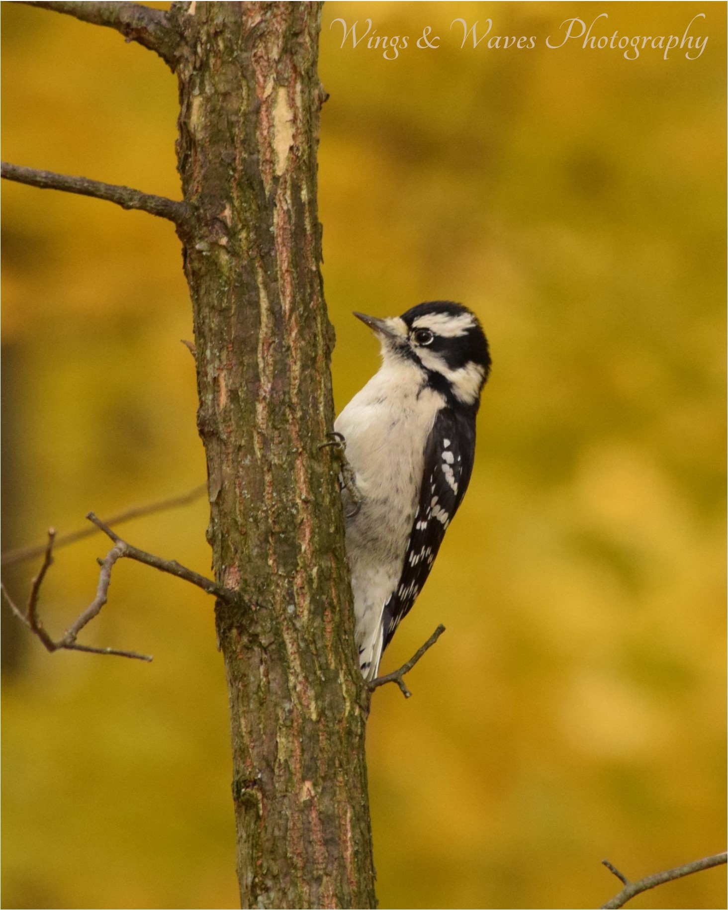 Downey Woodpecker