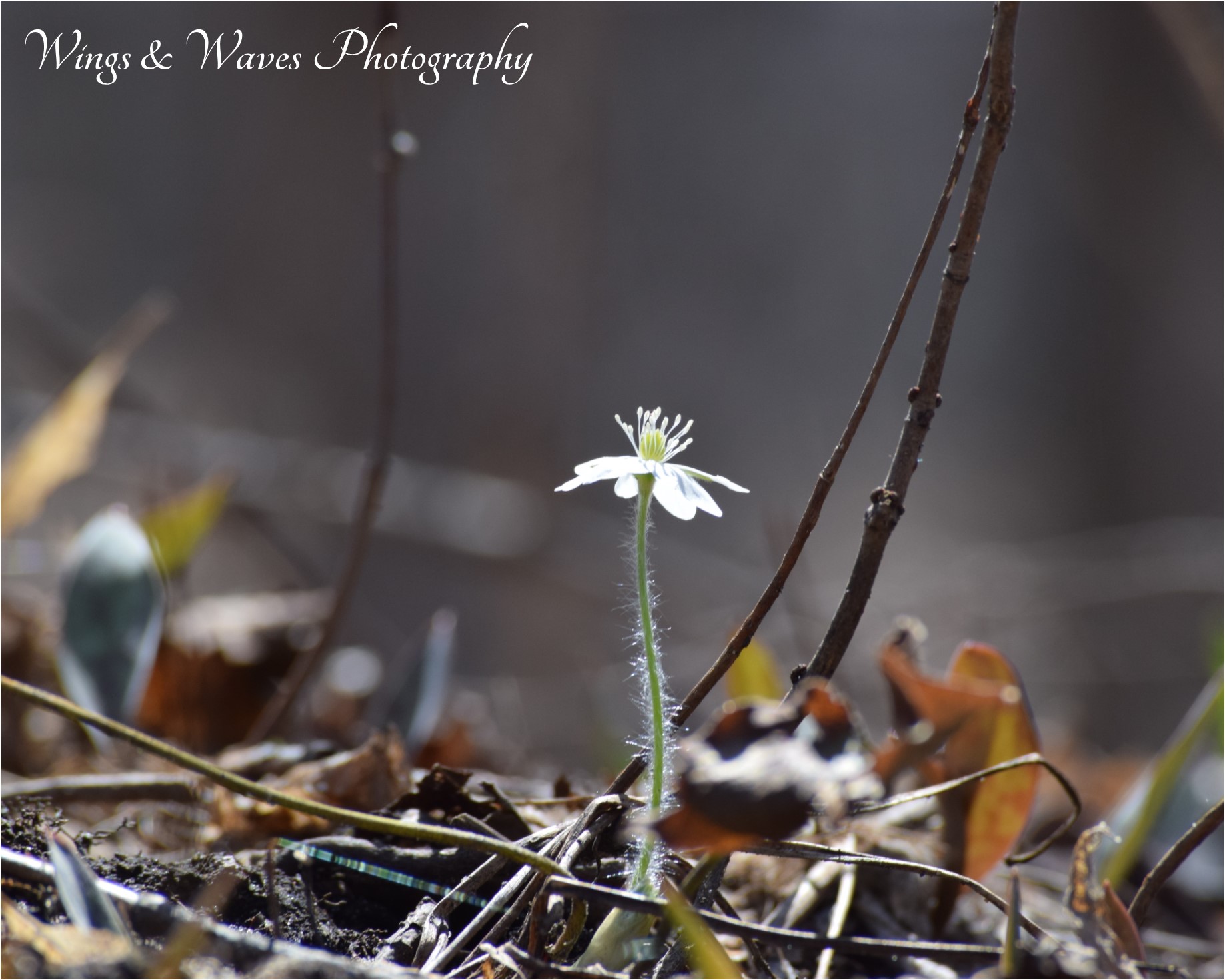 Forest Wildflower