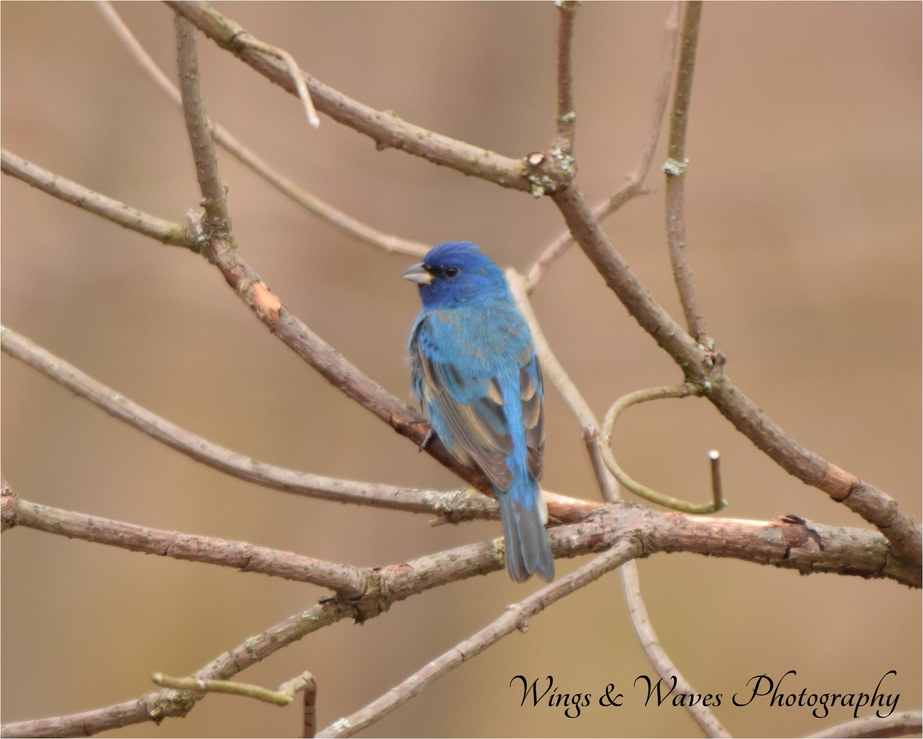 Indigo Bunting