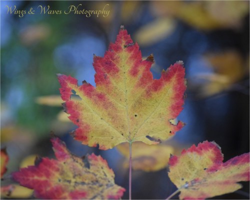 Maple Leaves in Autumn