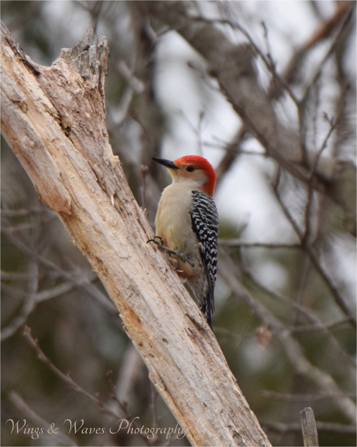 Red Bellied Woodpecker