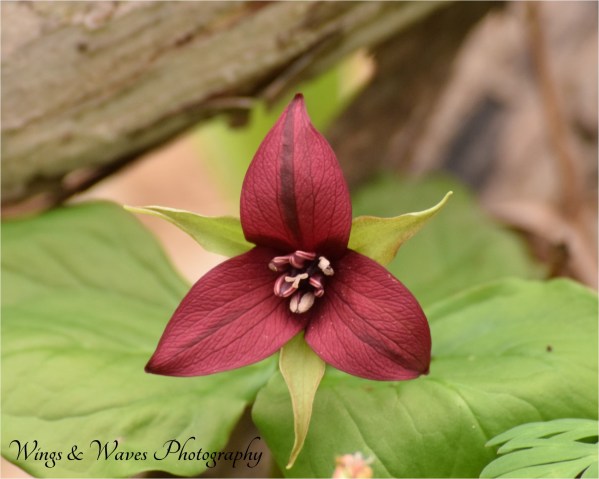 Red Trillium Full