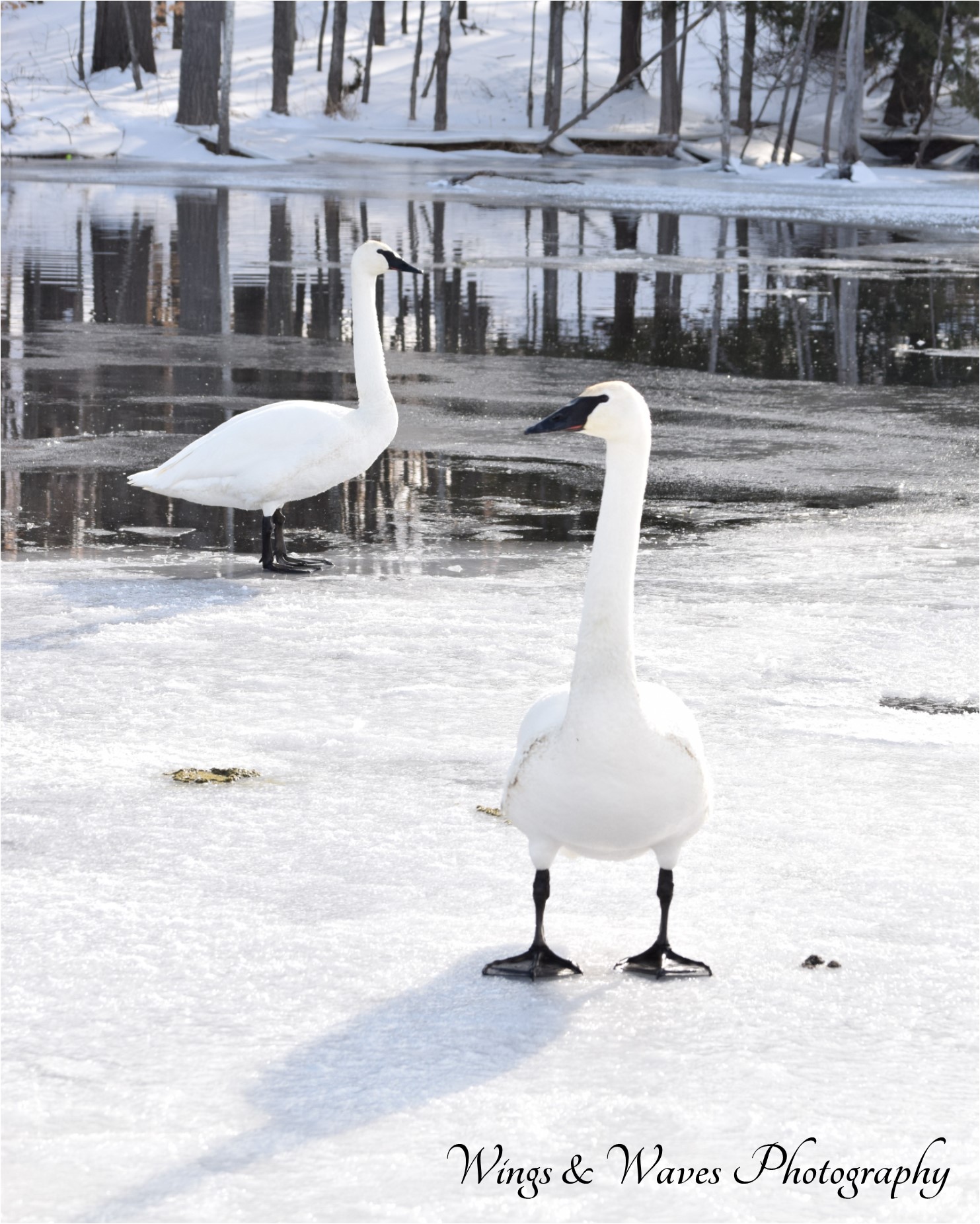 Two Trumpeters on Ice