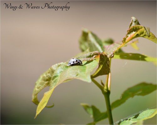 White Lady Bug