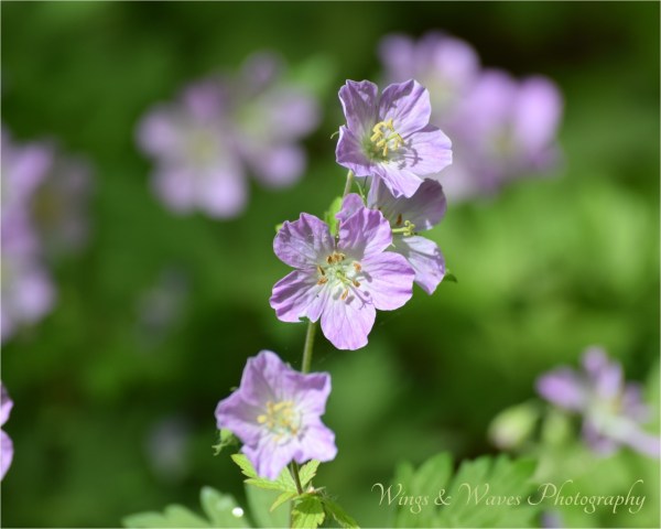 Wild Geranium