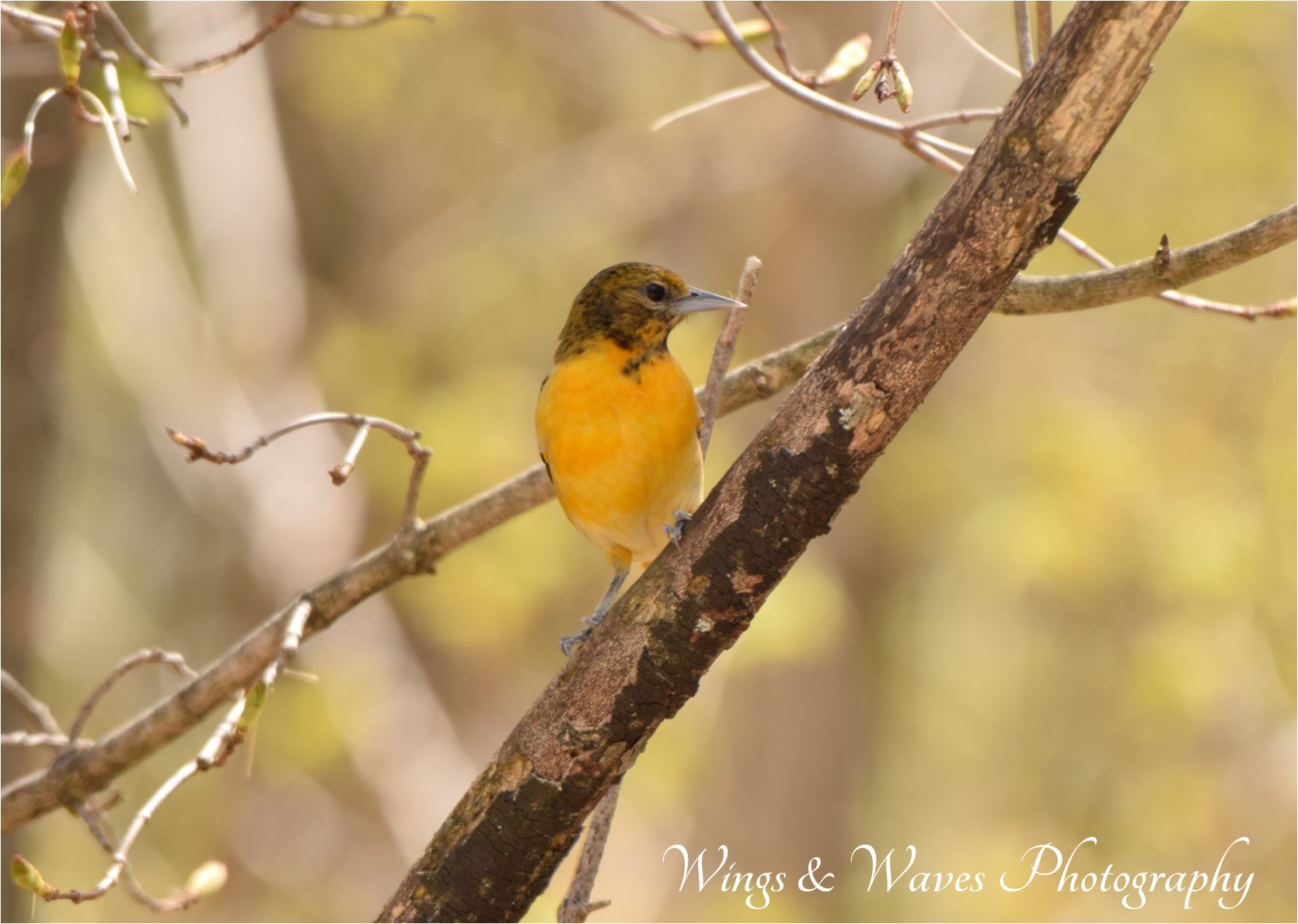 Lady Oriole