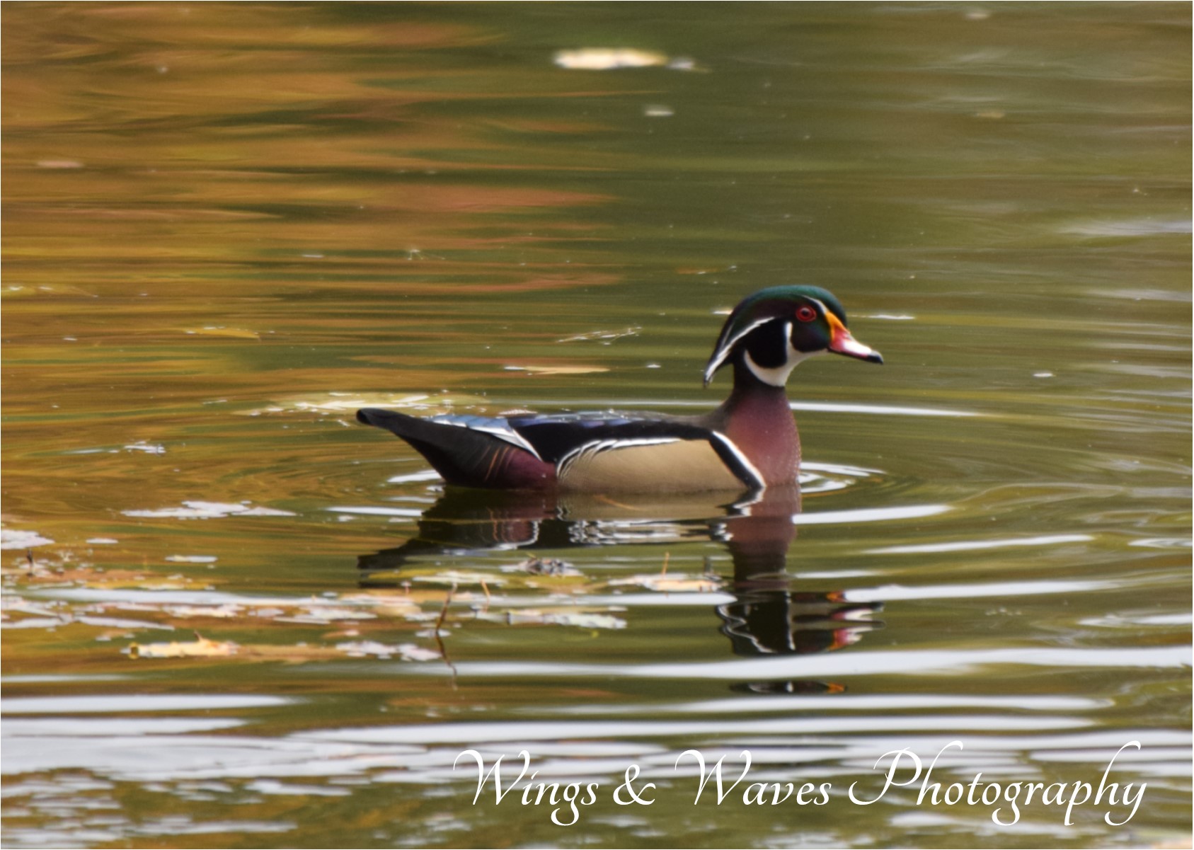Male Wood Duck