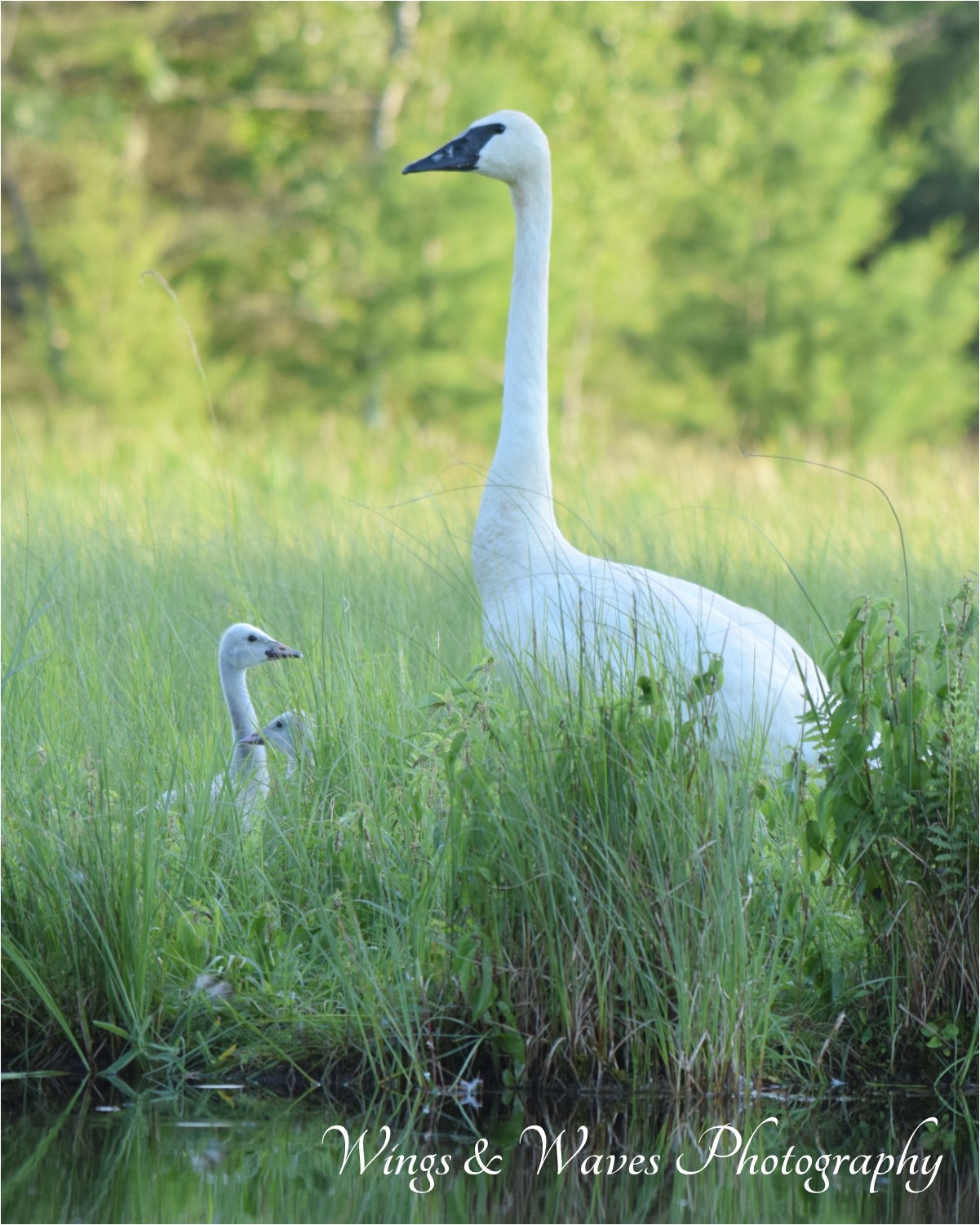 Trumpeter with Cygnats