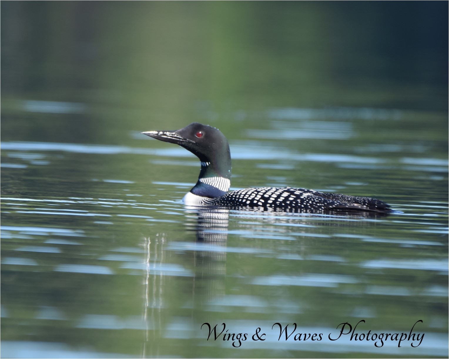 Lone Loon