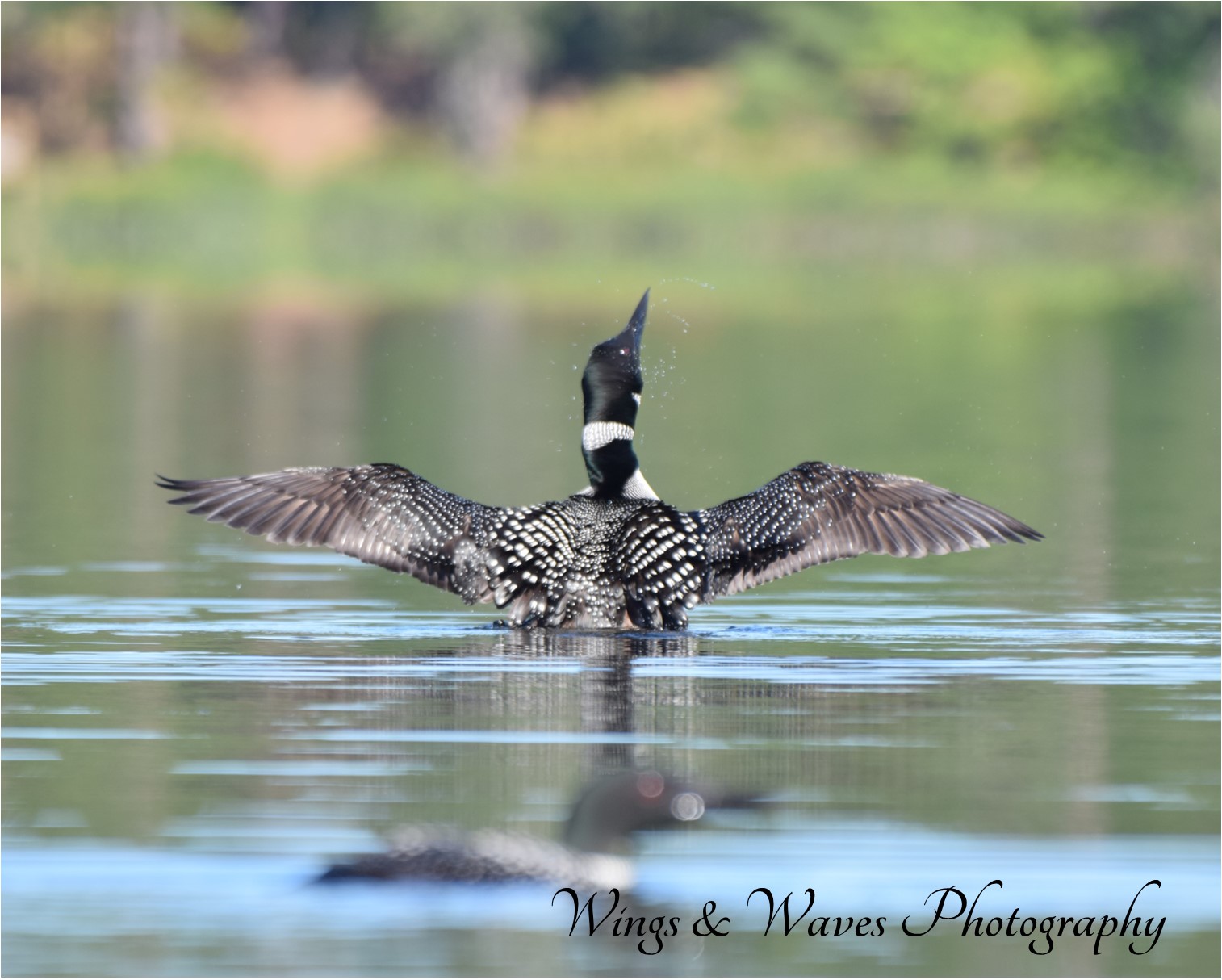Loon Wings